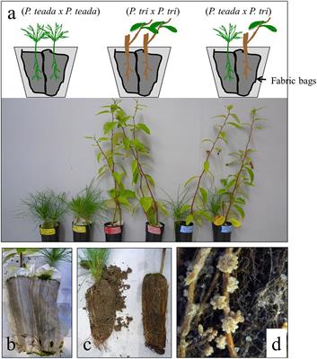 Heterospecific Neighbor Plants Impact Root Microbiome Diversity and Molecular Function of Root Fungi